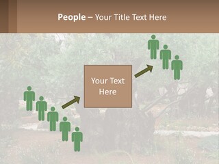 A Large Group Of Olive Trees In A Garden PowerPoint Template