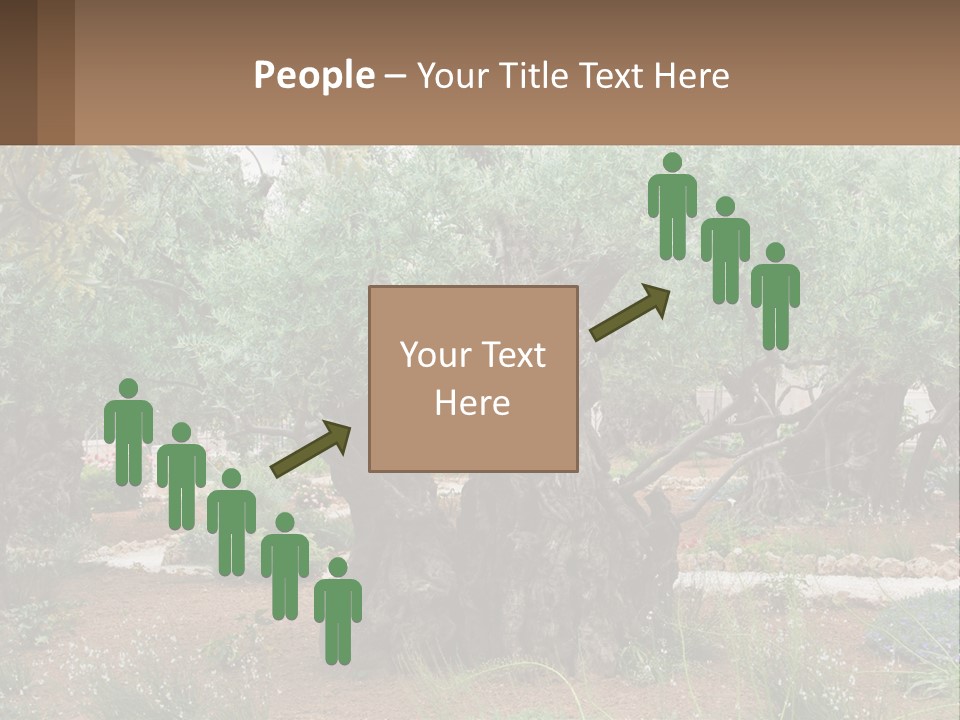 A Large Group Of Olive Trees In A Garden PowerPoint Template