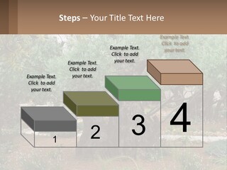 A Large Group Of Olive Trees In A Garden PowerPoint Template