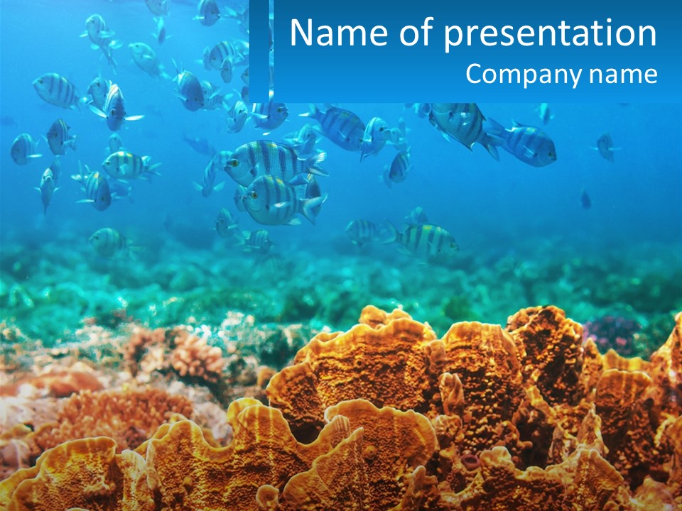 A Group Of Fish Swimming Over A Coral Reef PowerPoint Template