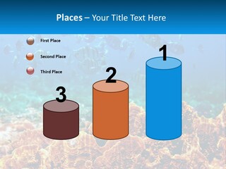 A Group Of Fish Swimming Over A Coral Reef PowerPoint Template