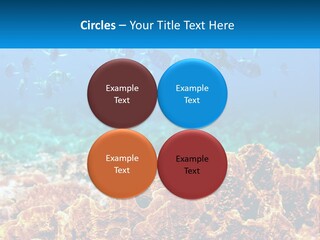 A Group Of Fish Swimming Over A Coral Reef PowerPoint Template