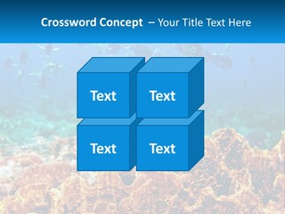 A Group Of Fish Swimming Over A Coral Reef PowerPoint Template