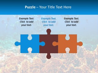 A Group Of Fish Swimming Over A Coral Reef PowerPoint Template