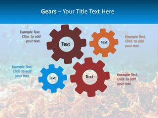 A Group Of Fish Swimming Over A Coral Reef PowerPoint Template