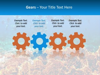 A Group Of Fish Swimming Over A Coral Reef PowerPoint Template