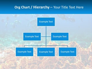 A Group Of Fish Swimming Over A Coral Reef PowerPoint Template
