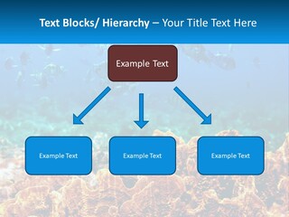 A Group Of Fish Swimming Over A Coral Reef PowerPoint Template