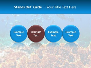 A Group Of Fish Swimming Over A Coral Reef PowerPoint Template