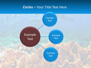 A Group Of Fish Swimming Over A Coral Reef PowerPoint Template