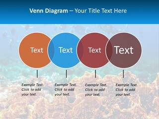 A Group Of Fish Swimming Over A Coral Reef PowerPoint Template