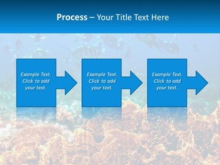 A Group Of Fish Swimming Over A Coral Reef PowerPoint Template