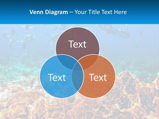 A Group Of Fish Swimming Over A Coral Reef PowerPoint Template