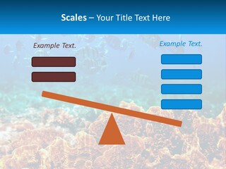 A Group Of Fish Swimming Over A Coral Reef PowerPoint Template