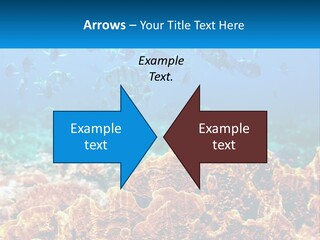 A Group Of Fish Swimming Over A Coral Reef PowerPoint Template