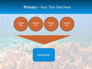 A Group Of Fish Swimming Over A Coral Reef PowerPoint Template