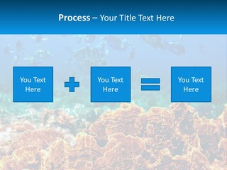 A Group Of Fish Swimming Over A Coral Reef PowerPoint Template
