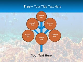 A Group Of Fish Swimming Over A Coral Reef PowerPoint Template