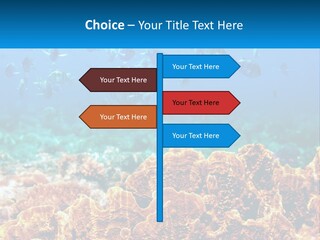A Group Of Fish Swimming Over A Coral Reef PowerPoint Template