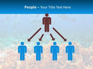 A Group Of Fish Swimming Over A Coral Reef PowerPoint Template