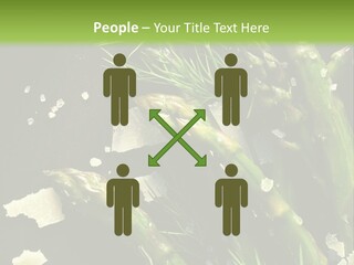 A Plate Of Asparagus With Parmesan Cheese On Top PowerPoint Template