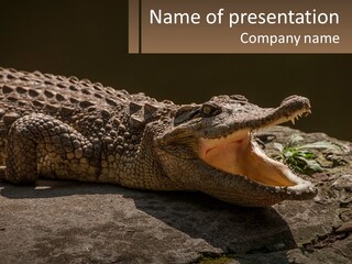 A Large Alligator Laying On Top Of A Rock PowerPoint Template