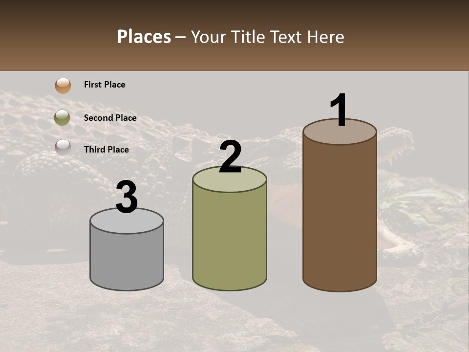 A Large Alligator Laying On Top Of A Rock PowerPoint Template