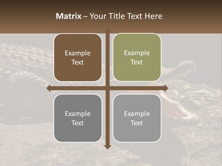 A Large Alligator Laying On Top Of A Rock PowerPoint Template