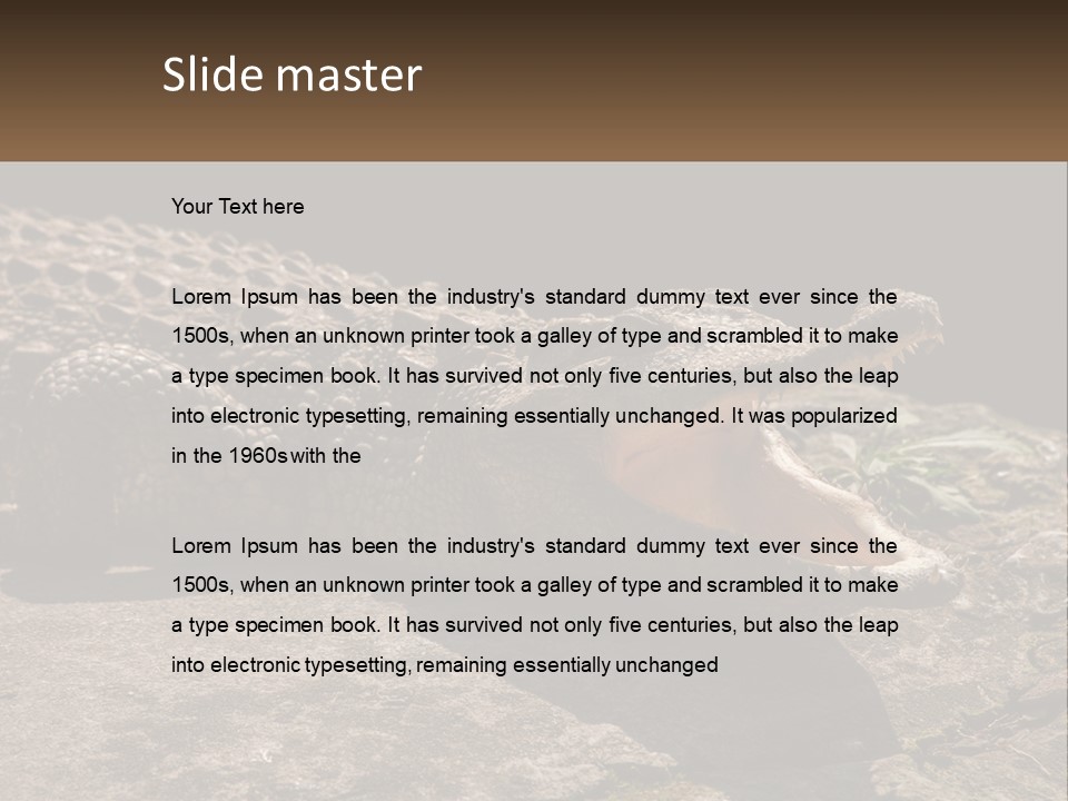 A Large Alligator Laying On Top Of A Rock PowerPoint Template