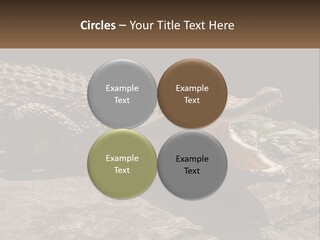 A Large Alligator Laying On Top Of A Rock PowerPoint Template