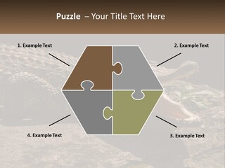 A Large Alligator Laying On Top Of A Rock PowerPoint Template
