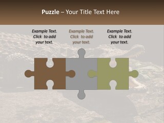 A Large Alligator Laying On Top Of A Rock PowerPoint Template
