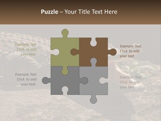 A Large Alligator Laying On Top Of A Rock PowerPoint Template