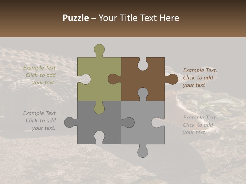 A Large Alligator Laying On Top Of A Rock PowerPoint Template