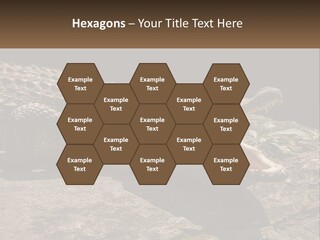 A Large Alligator Laying On Top Of A Rock PowerPoint Template