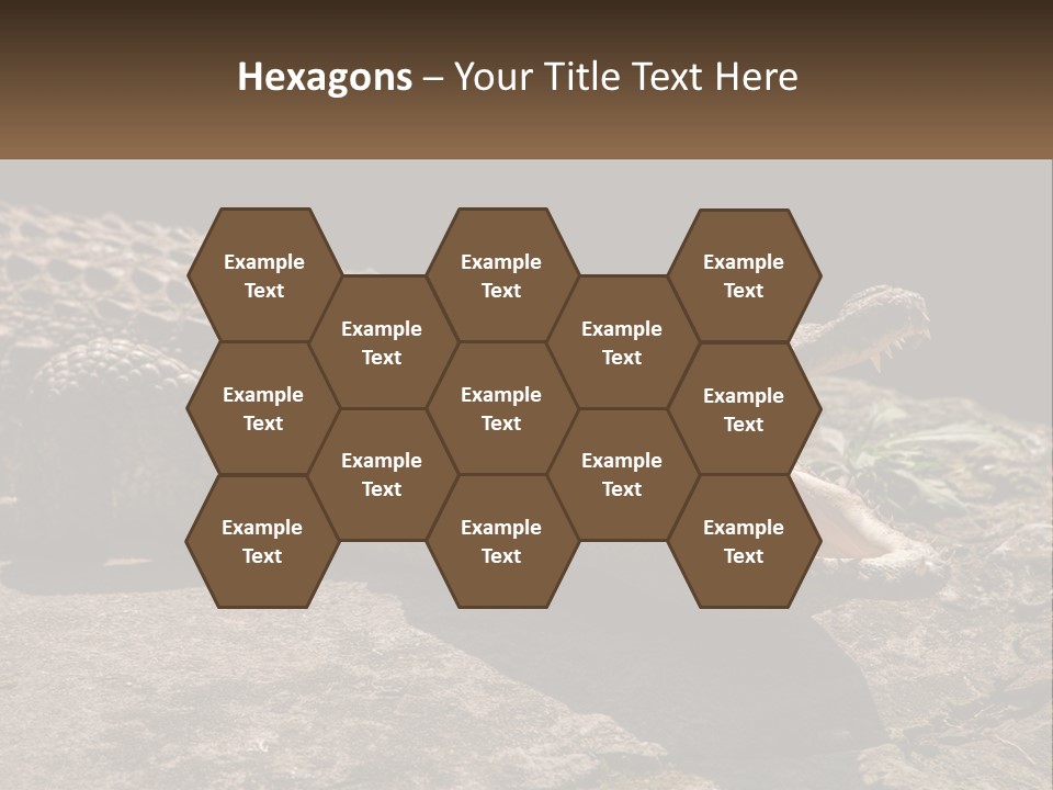 A Large Alligator Laying On Top Of A Rock PowerPoint Template