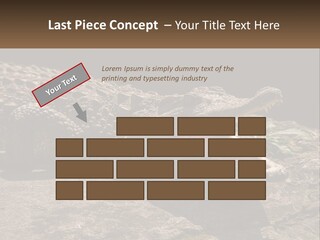 A Large Alligator Laying On Top Of A Rock PowerPoint Template