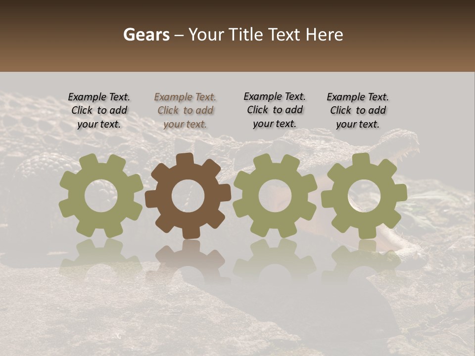 A Large Alligator Laying On Top Of A Rock PowerPoint Template