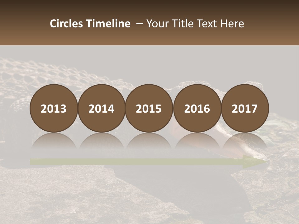 A Large Alligator Laying On Top Of A Rock PowerPoint Template