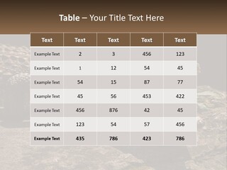 A Large Alligator Laying On Top Of A Rock PowerPoint Template