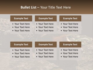 A Large Alligator Laying On Top Of A Rock PowerPoint Template