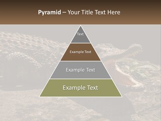 A Large Alligator Laying On Top Of A Rock PowerPoint Template