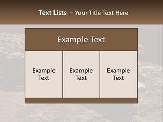 A Large Alligator Laying On Top Of A Rock PowerPoint Template