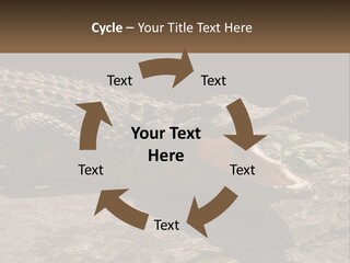 A Large Alligator Laying On Top Of A Rock PowerPoint Template