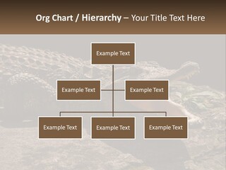 A Large Alligator Laying On Top Of A Rock PowerPoint Template