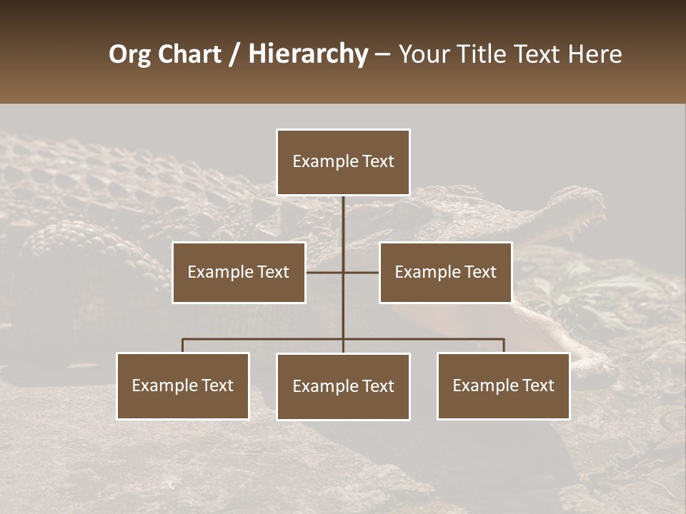 A Large Alligator Laying On Top Of A Rock PowerPoint Template