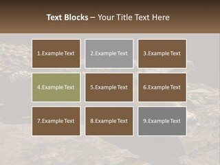 A Large Alligator Laying On Top Of A Rock PowerPoint Template