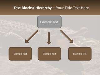 A Large Alligator Laying On Top Of A Rock PowerPoint Template