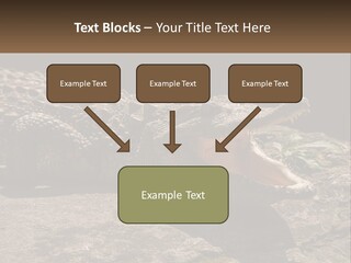 A Large Alligator Laying On Top Of A Rock PowerPoint Template