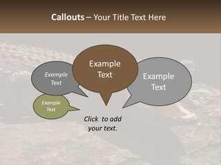 A Large Alligator Laying On Top Of A Rock PowerPoint Template